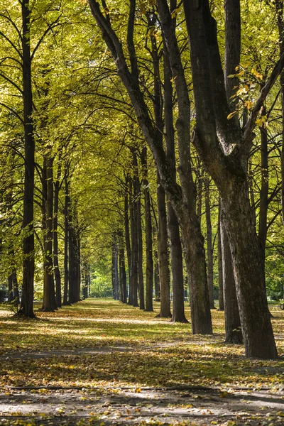 Herbstliche Szene aus gelben Blättern im Park saski in Warschau — Stockfoto