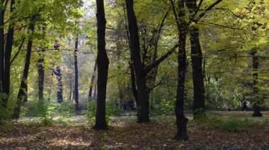 Varşova, Polonya autumn süre boyunca Łazienki krolewskie Parkı