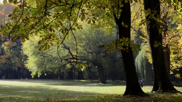 Sonbahar, güneşli gün boyunca park — Stok video