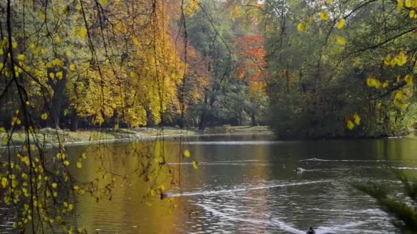 Varşova, Polonya, güneşli havalarda Łazienki krolewskie park sonbahar manzarası — Stockvideo