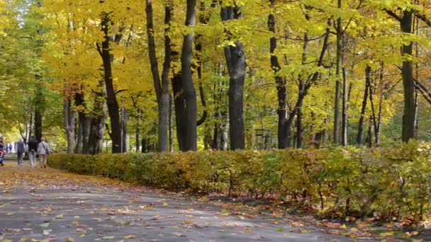 Varşova, Polonya, güneşli havalarda Łazienki krolewskie park sonbahar manzarası — Stok video