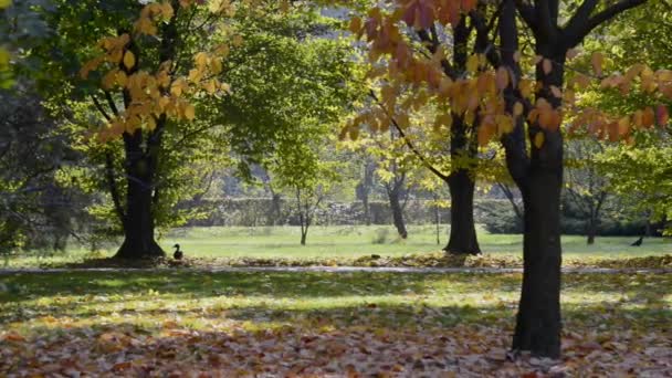 Lazienki Krolewskie parque en Varsovia, Polonia con el tiempo soleado — Vídeo de stock