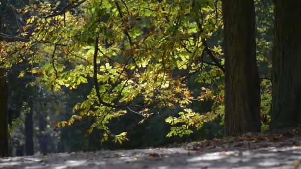 Autumn view of Lazienki Krolewskie Park in Warsaw, Poland — Stock Video