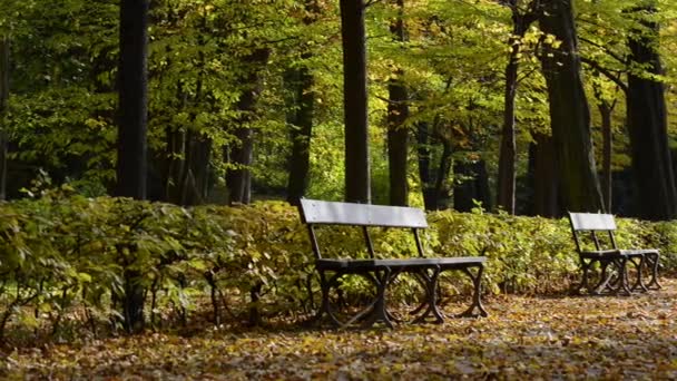 Σειρά των πάγκων σε ένα όμορφο φθινόπωρο πάρκο lazienki krolewskie στη Βαρσοβία, Πολωνία — 图库视频影像