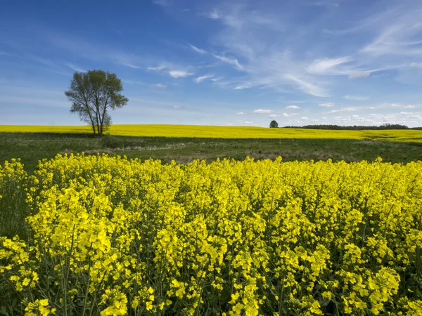 Yellow oilseed rape field — Stock Photo, Image