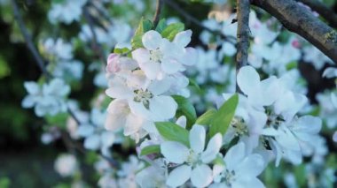 elma ağacı brunch bokeh arka plan üzerinde pembe çiçekli