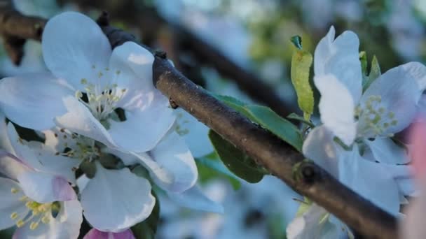 Flor de manzana primer plano en un fondo de desenfoque — Vídeos de Stock