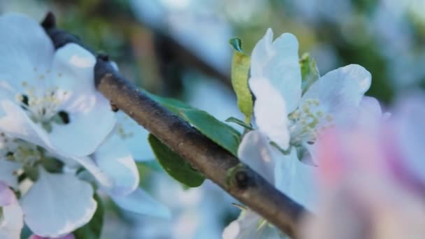 Blossoming apple tree on bokeh background — Stock Video