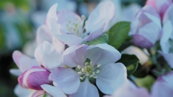 Bokeh 바탕에 꽃이 만발한 사과 나무 브런치 — 비디오