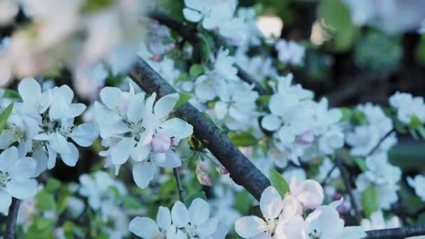 Pommes fleurit sur l'arbre avec un arrière-plan déconcentré — Video