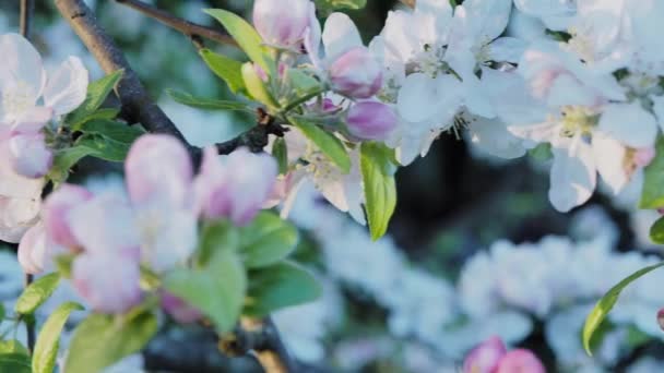 Blossoming apple tree brunch with white flowers — Stock Video