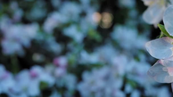 Les pommiers fleurissent au printemps avec un fond déconcentré 
