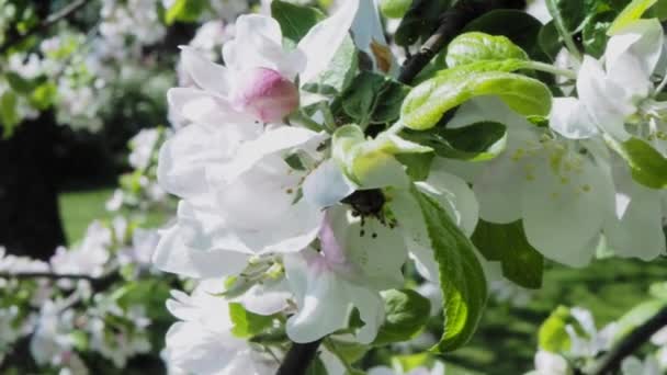 Blossoming apple tree brunch with white flowers — Stock Video