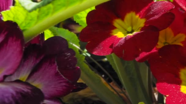 Diferentes flores en el jardín durante la primavera — Vídeos de Stock