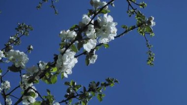 bahçede beyaz elma çiçek