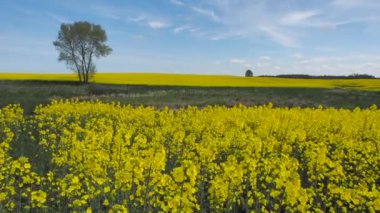 Sarı yağ çekirdeği tecavüz tarlası Mavi gökyüzünün altında güneşli