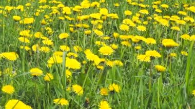 Żółty kwiat głów mlecz roślin na wiosna łąka