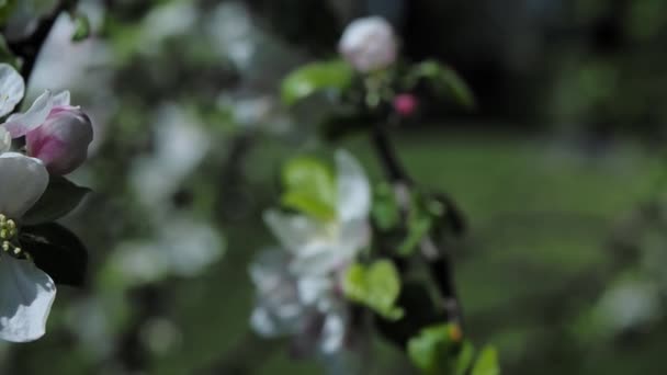 Blossoming apple tree brunch with pink flowers — Stock Video