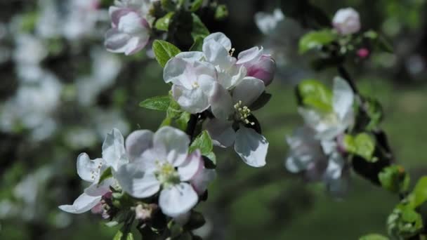 Flores de manzana en el árbol durante la primavera — Vídeos de Stock