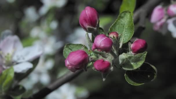 Fiore di gemma rosa mela primo piano — Video Stock