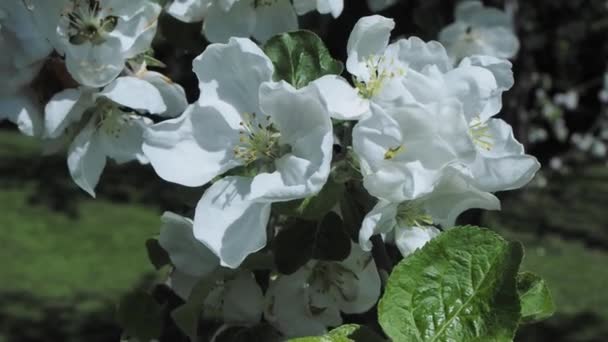 Almuerzo de manzano floreciente con flores rosadas — Vídeos de Stock