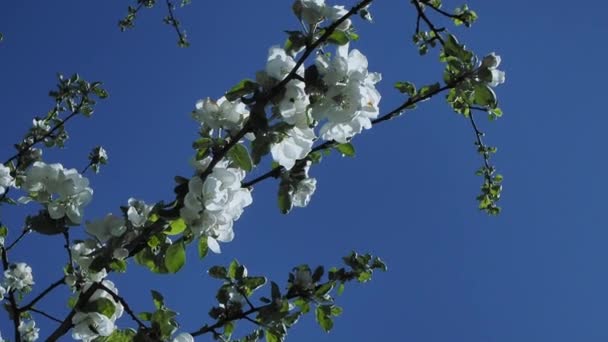 White apple flowers in the garden — Stock Video