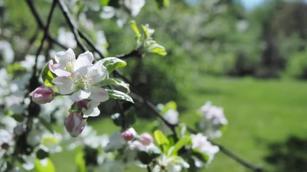 La pomme fleurit sur l'arbre au printemps 