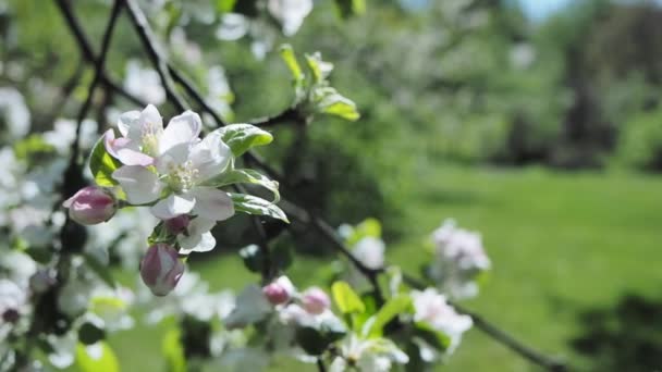 Flores de manzana en el árbol durante la primavera — Vídeos de Stock