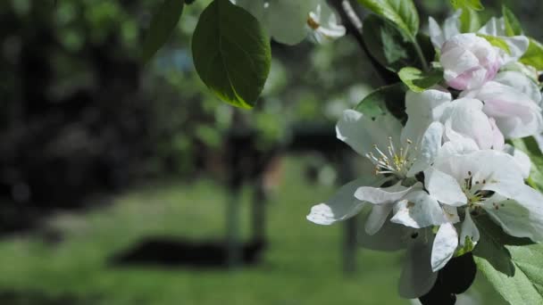 Blossoming apple tree brunch with pink flowers — Stock Video