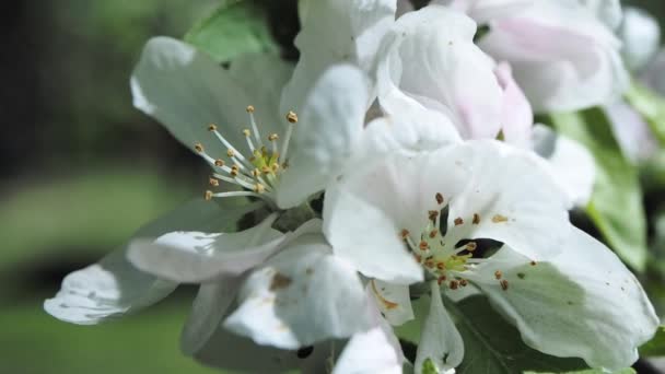 Blossoming apple tree brunch with white flowers — Stock Video