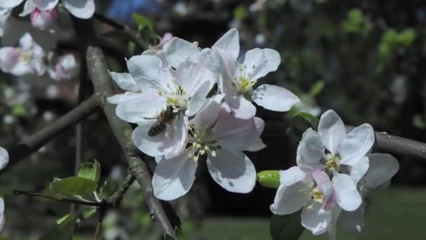Abeille sur une fleur fleurissant au printemps pommier 
