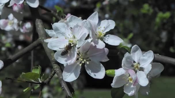 Abelha em uma flor florescendo na árvore de maçã de primavera — Vídeo de Stock