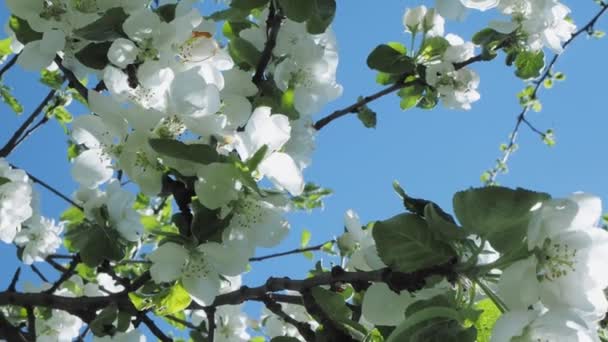 Včela na kvetení v jarní jabloně — Stock video