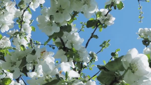 Bee at the blossom white apple tree — Stock Video