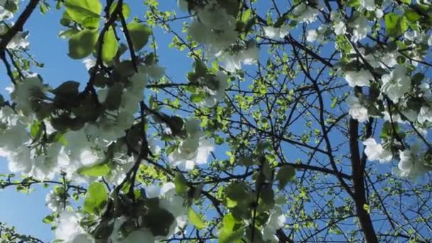 Spring time in the garden, bee on flower — Stock Video