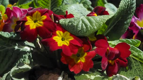 Pansies λουλούδια στον κήπο κατά τους ανοιξιάτικους μήνες — Αρχείο Βίντεο