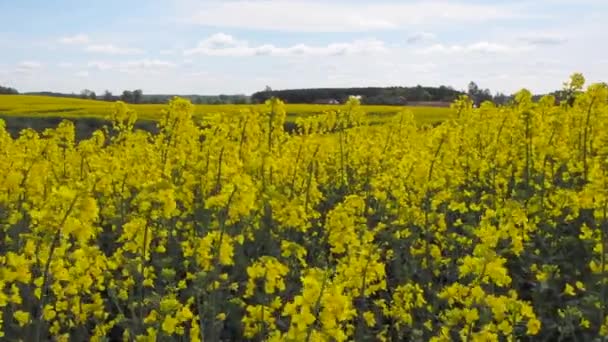 Champ de colza huile contre ciel bleu 
