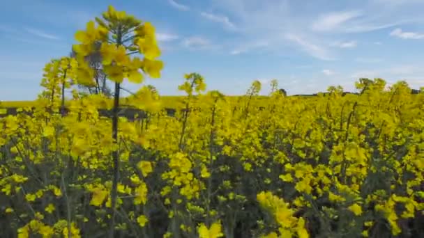 Oil seed rape field against blue sky — Stock Video