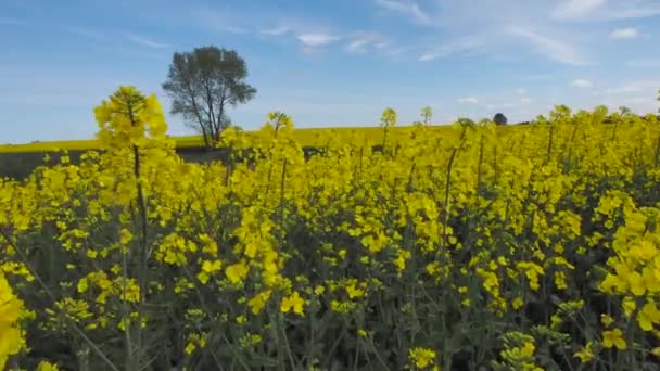 Ein gelbes Rapsfeld im Norden Polens — Stockvideo