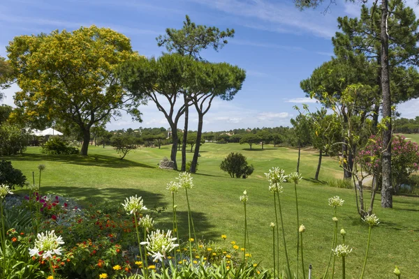 Солнечный пейзаж поля для гольфа — стоковое фото