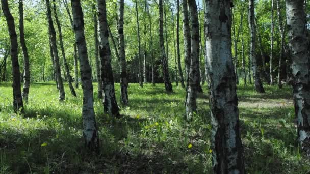 Rayos de luz en el bosque verde — Vídeos de Stock