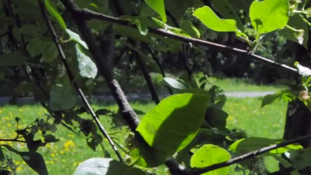 Färska gröna blad glödande i solljus — Stockvideo