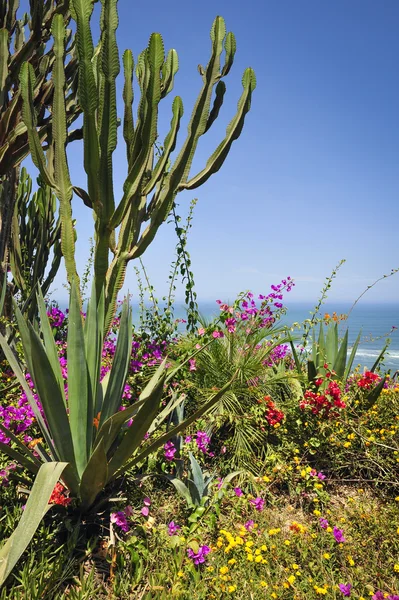 Kaktus am Strand in Lima, Peru — Stockfoto