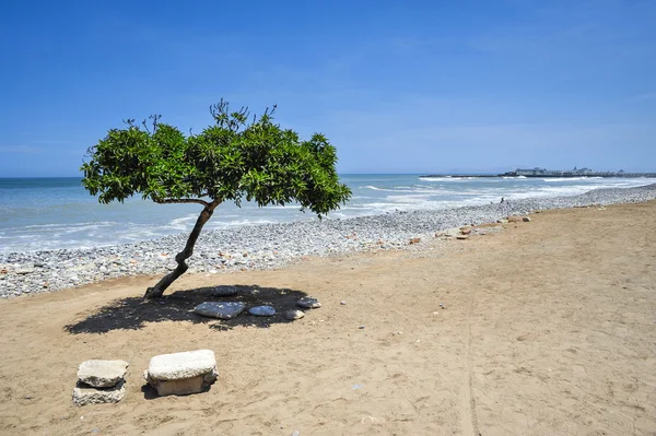Árvore solitária na praia — Fotografia de Stock
