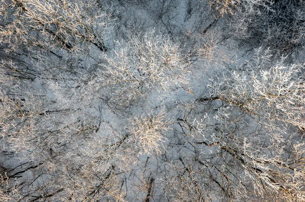 Top Drone View Tree Winter Time Northern Poland — стоковое фото