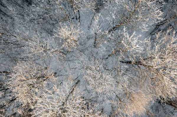 Vista Superior Del Dron Del Árbol Durante Invierno Norte Polonia — Foto de Stock