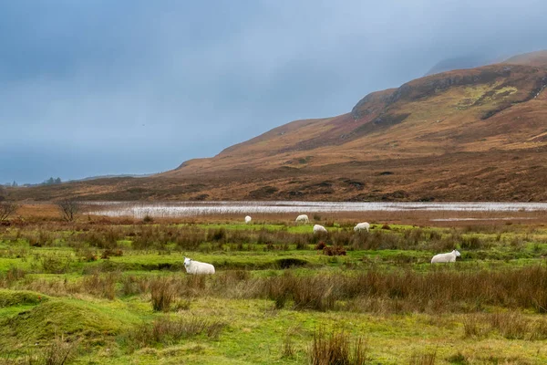 Moutons Écossais Dans Domaine Lors Une Journée Nuageuse Sur Île — Photo