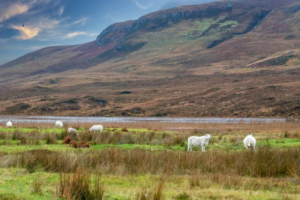 Schottische Schafe Auf Dem Feld Während Eines Bewölkten Tages Auf — Stockfoto