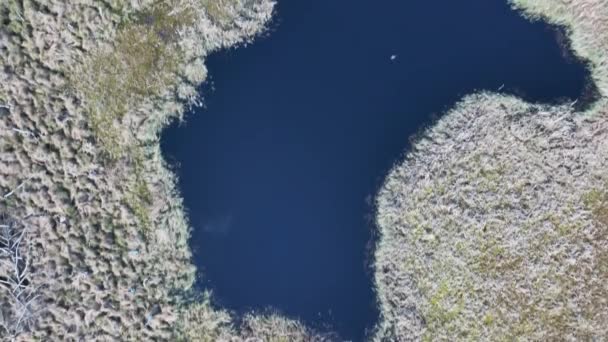 Αεροφωτογραφία Του National Park Swamp Που Ονομάζεται Jacek Κοντά Στη — Αρχείο Βίντεο