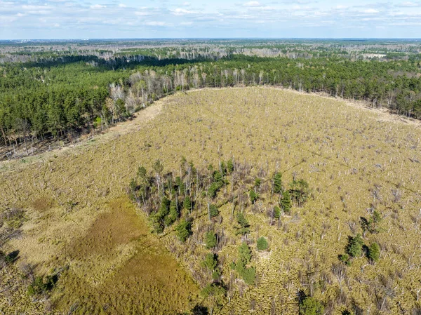 Aerial Top View National Park Swamp Called Jacek Warsaw Poland —  Fotos de Stock